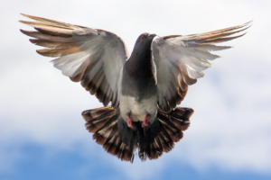Flying Pigeon223289669 300x200 - Flying Pigeon - Pigeon, Flying, Black